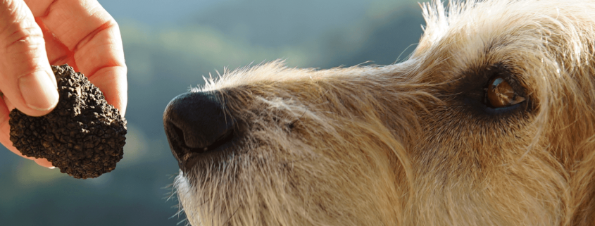 truffle hunt truffle hunt training truffle workshop Lagotto truffle dog truffle Thueringen