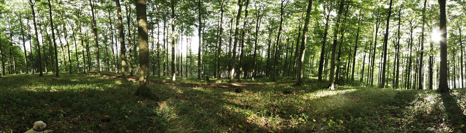 Trüffelsuche in Niedersachsen