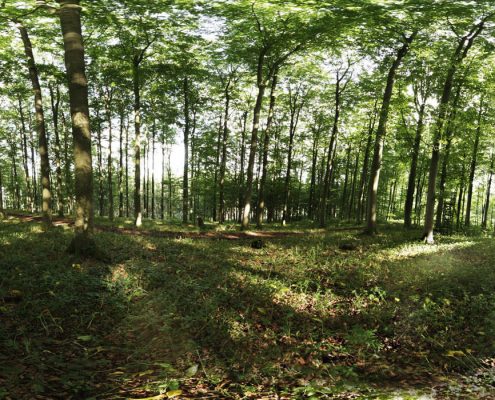 Trüffelsuche in Niedersachsen